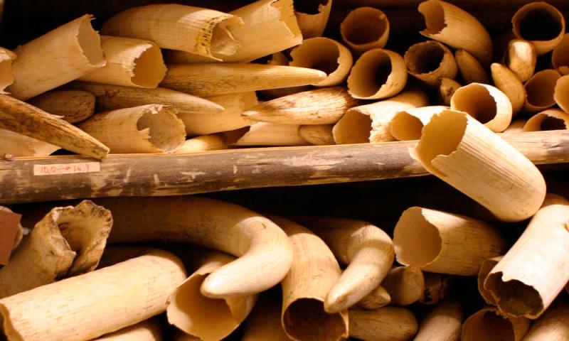 Elephant tusks stored in secured ivory piles, Kruger National Park, South Africa